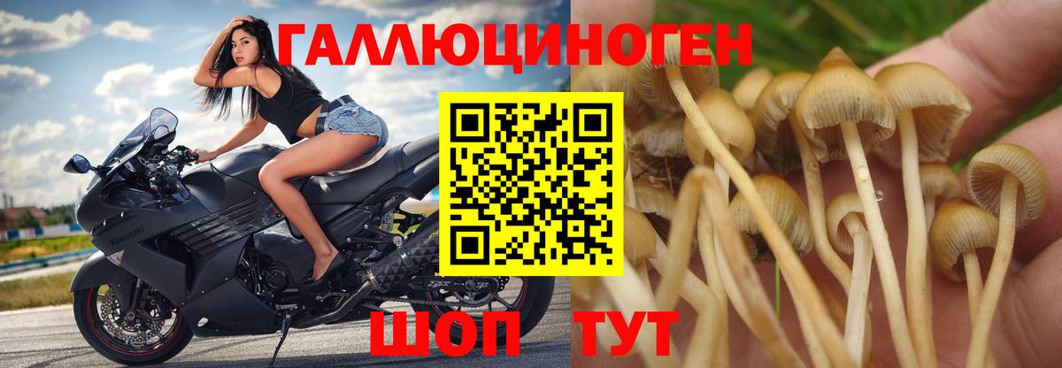 Галлюциногенные грибы Magic Shrooms  Вход с VPN  Шебекино  Галлюциногенные грибы Cubensis 